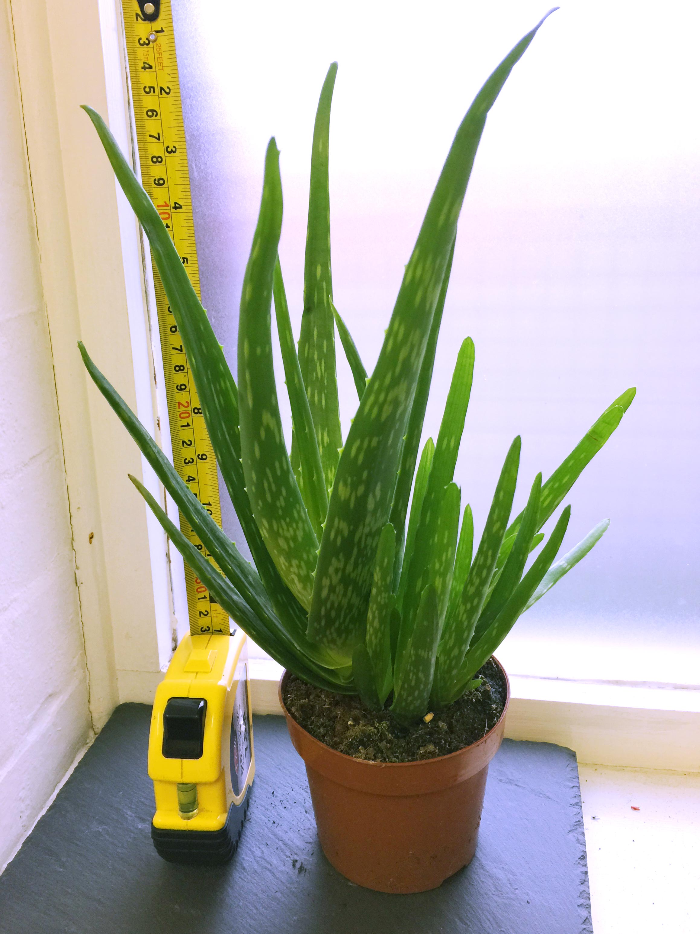 EVERGREEN ALOE VERA IN POT MEDICINAL INDOOR OUTDOOR HOUSE PLANT AGOVE